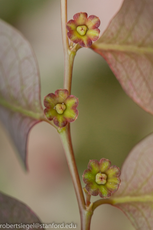 ice cream plant